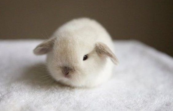 Bunnies tweet media
