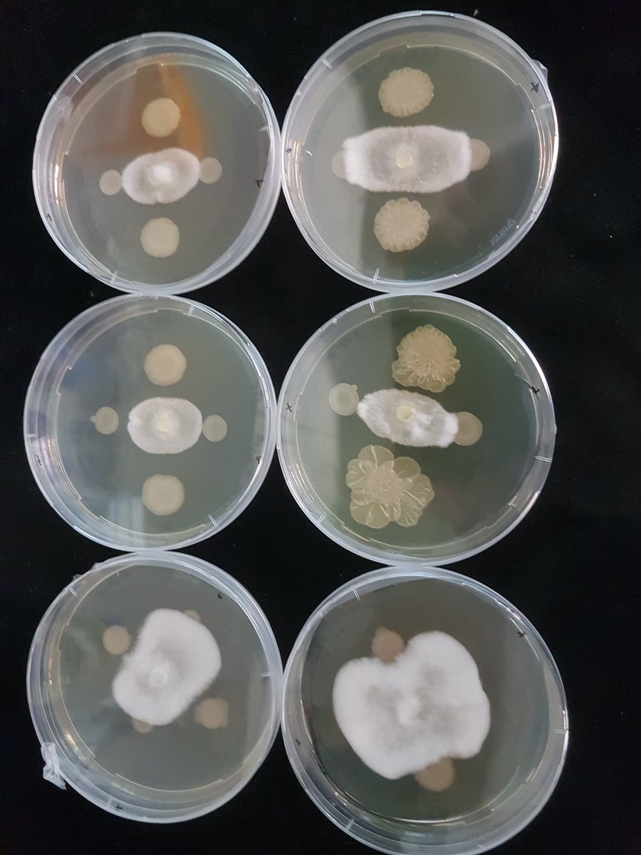 Microbial antagonism in full swing....lots of interesting interactions happening among microbiota members 😍 <a href="/Chavarroccx/">Edgar Chavarro</a> <a href="/myricae90/">Martina Cardoni</a>