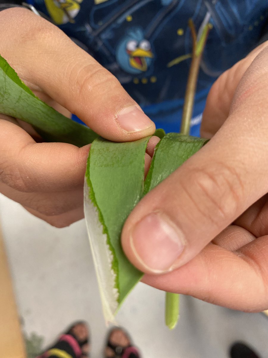 AnneSeniuk's tweet photo. Today we are floral scientists, exploring and identifying the different parts of various flowers! Hands-on learning at its best!
@KanataHighlands https://t.co/NXVhdLdxbu