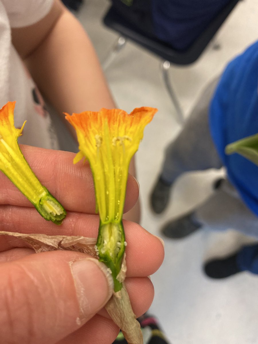 AnneSeniuk's tweet photo. Today we are floral scientists, exploring and identifying the different parts of various flowers! Hands-on learning at its best!
@KanataHighlands https://t.co/NXVhdLdxbu