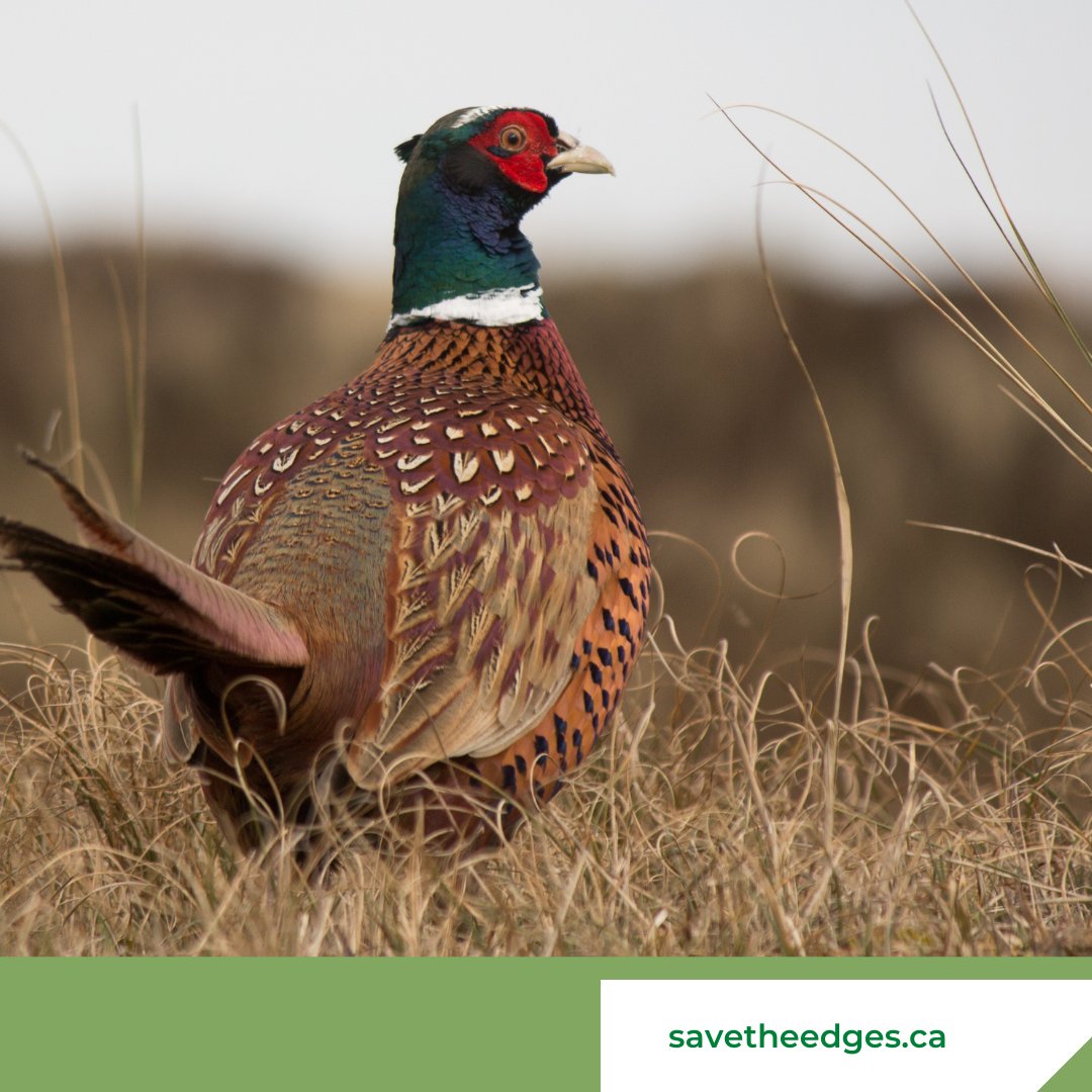 pfcalgary's tweet photo. Pheasants and sparrows, along with reptiles, butterflies and bees...they can all be protected by simply not seeding right to side of the road and leaving these spaces untouched.
#savetheedges
Learn more at https://t.co/lPZzAXAcJb https://t.co/iJnfQ1IjQc