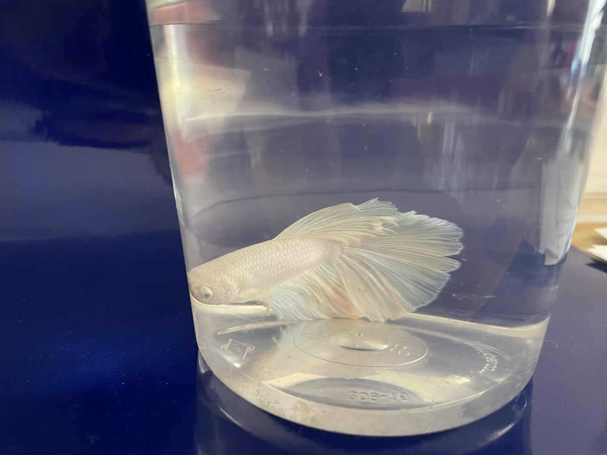 ms_nemeth's tweet photo. Have you been to the library lately!! There is a new friend that needs a name! Come visit and make your suggestion for an amazing name!! @FiveBridgesJrHi https://t.co/W8IiJU4nJx