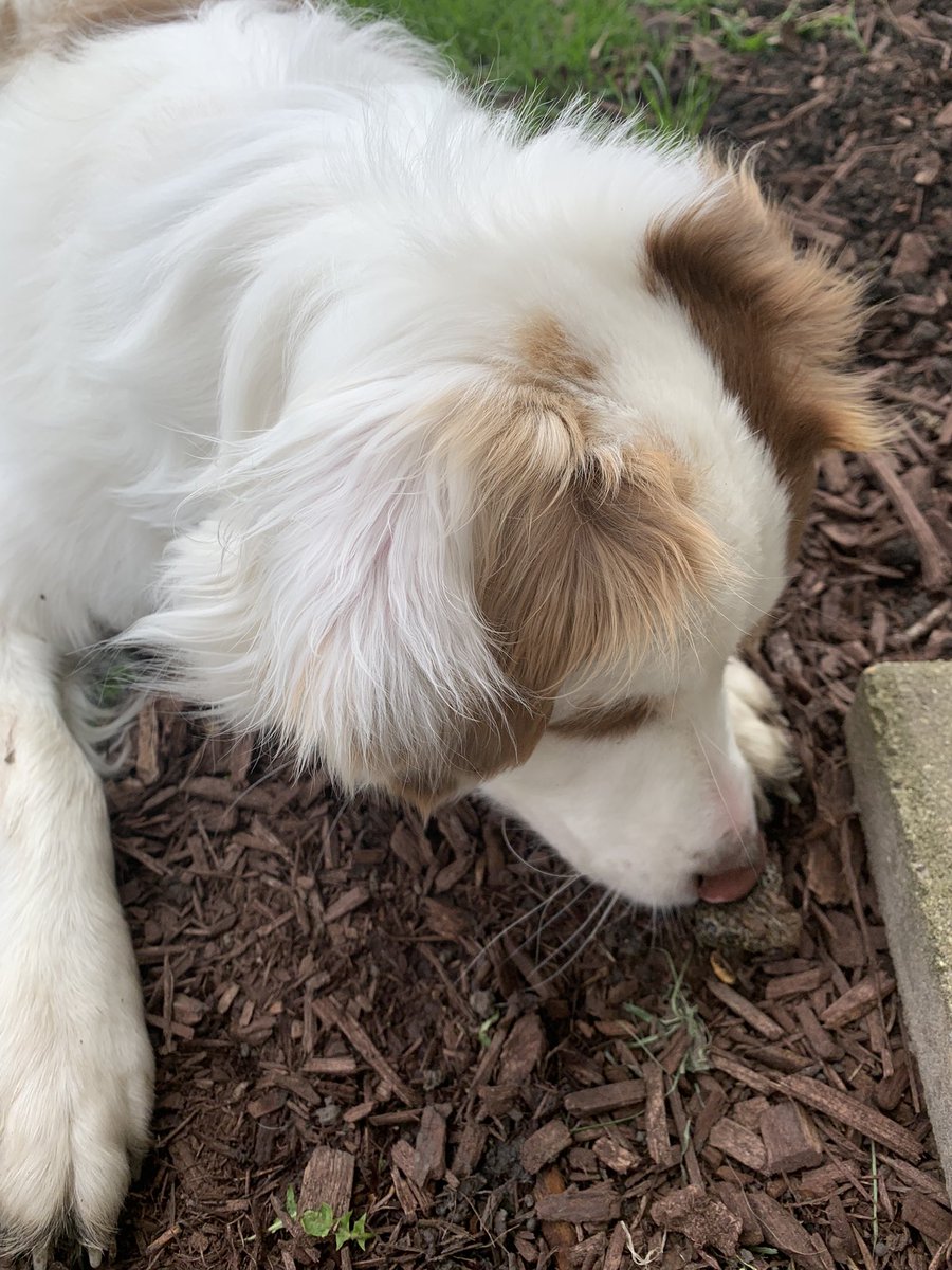Botanical_Gal's tweet photo. I think Maya loved nature &amp; animals just as much as me https://t.co/mkcY7K4maJ