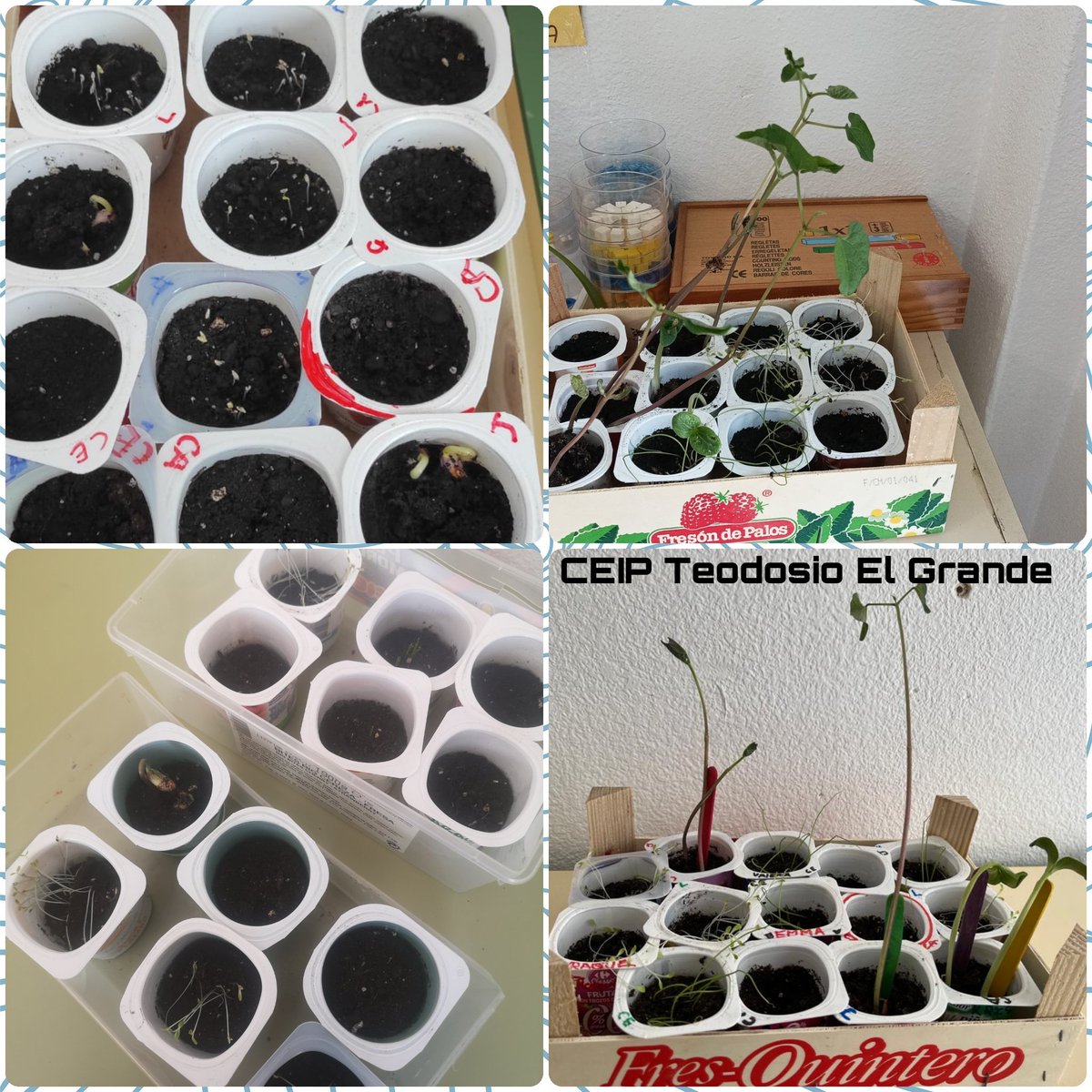 ceipteodosio's tweet photo. Después de unos meses dejando crecer las semillas, ha llegado la hora de transplantarlas a nuestro huerto 🌱 Aquí os dejamos unas imágenes de nuestroa cultivos antes y de hoy mismo. ¡A cultivar! 🍆🥒🥕🌻🥬
#centroseducacyl #huertoescolar #centrosaludable #cultivamosenelcole https://t.co/90KHEHmejz