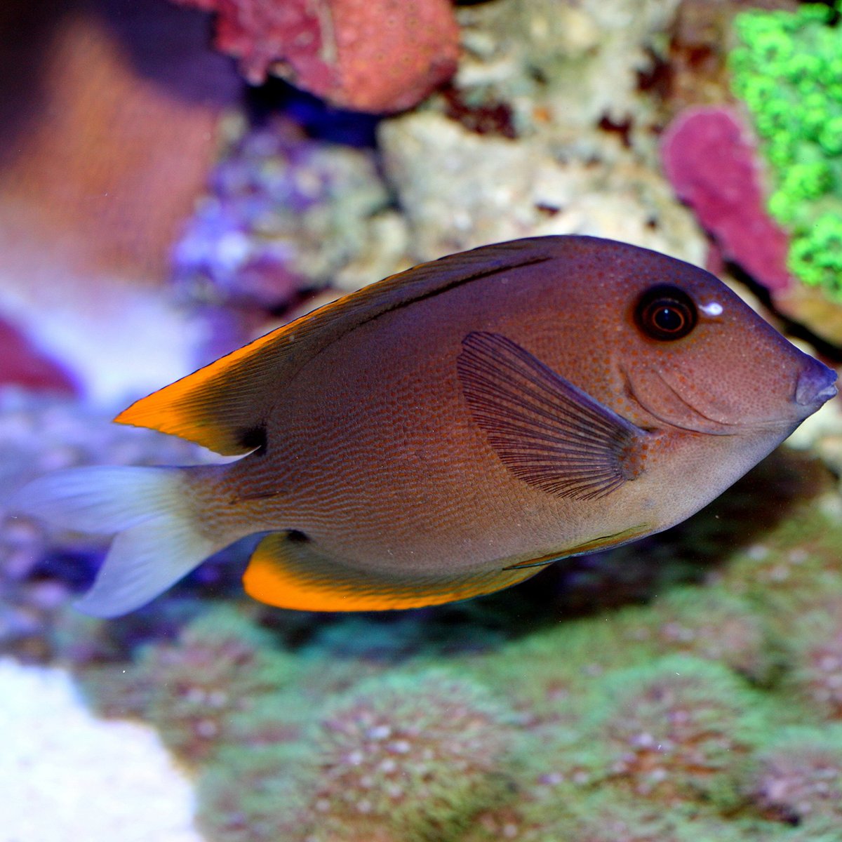 ReefChasers's tweet photo. We're restocked on all your favorite Tangs. Check out Flame Fin Tomini, Purple, Scopas, Sailfin, Convict & more at https://t.co/LuOQNFxBnt💦
#reefchasers #purpletang #tang #scopas #sailfin #tomini #flamefin #reef #reefjunkie #reefaddict https://t.co/i02PzZKYWz