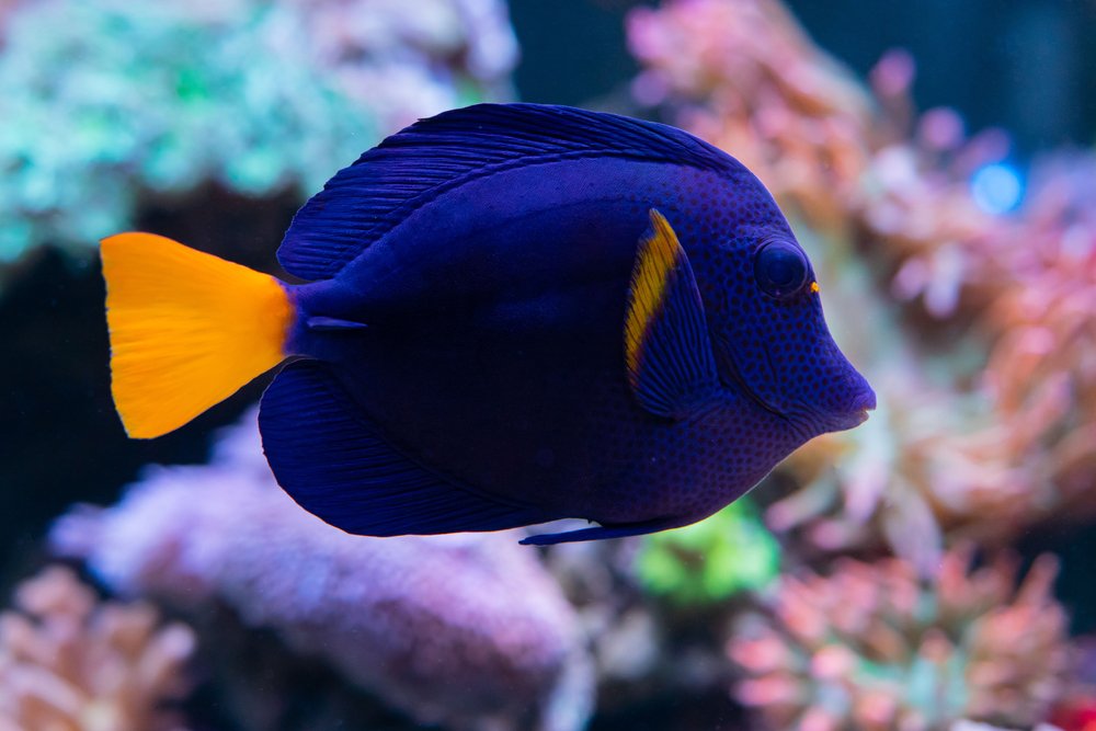 ReefChasers's tweet photo. We're restocked on all your favorite Tangs. Check out Flame Fin Tomini, Purple, Scopas, Sailfin, Convict & more at https://t.co/LuOQNFxBnt💦
#reefchasers #purpletang #tang #scopas #sailfin #tomini #flamefin #reef #reefjunkie #reefaddict https://t.co/i02PzZKYWz
