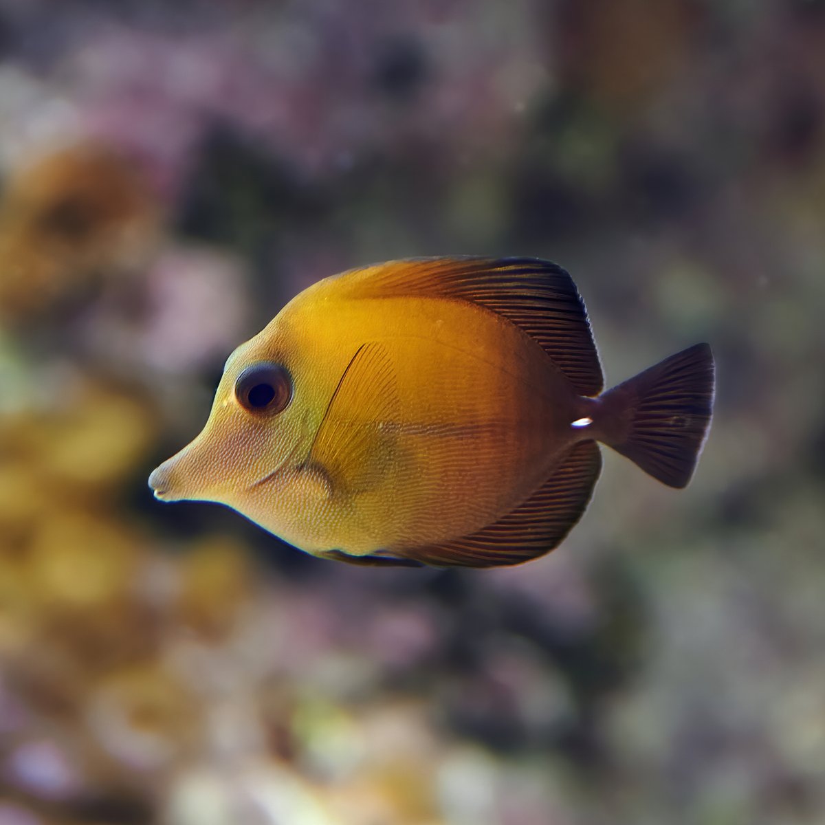 ReefChasers's tweet photo. We're restocked on all your favorite Tangs. Check out Flame Fin Tomini, Purple, Scopas, Sailfin, Convict & more at https://t.co/LuOQNFxBnt💦
#reefchasers #purpletang #tang #scopas #sailfin #tomini #flamefin #reef #reefjunkie #reefaddict https://t.co/i02PzZKYWz