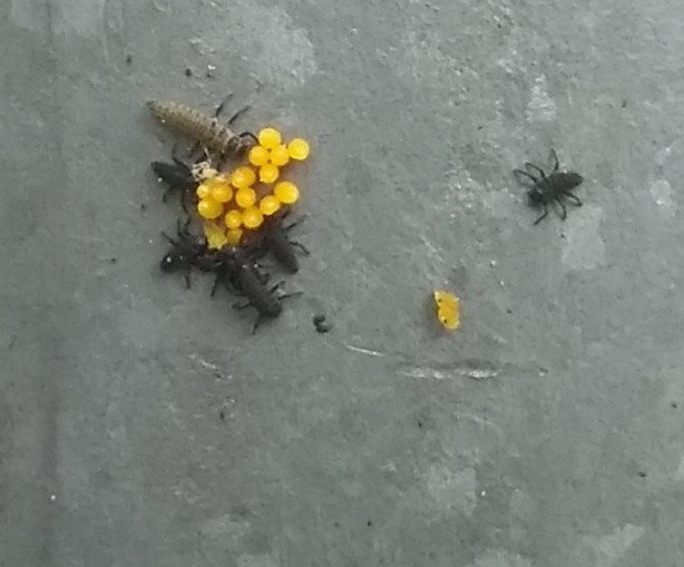 Outdoor Ed tweet media