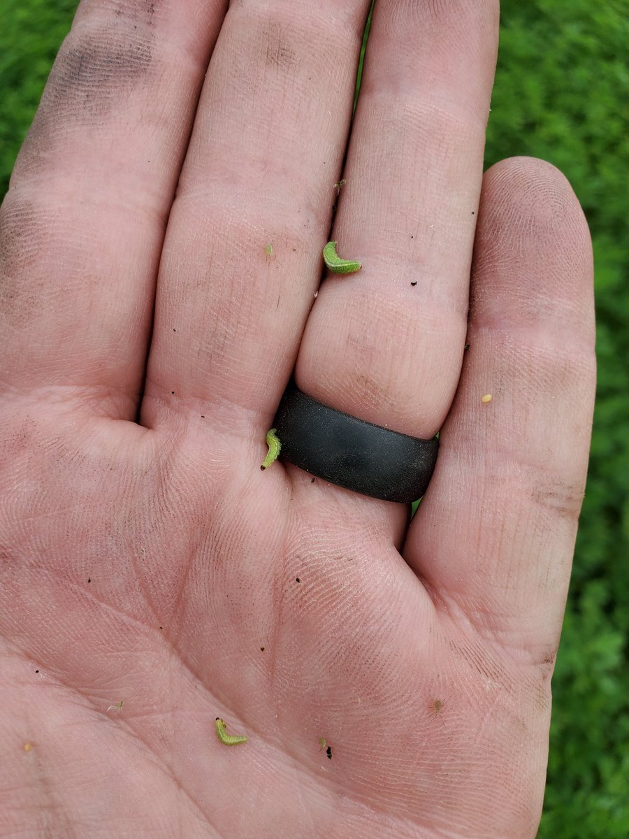 Alfalfa Weevil are out in NW Indiana