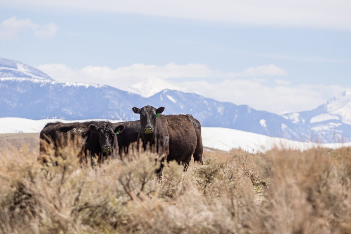 AJeditor's tweet photo. Montana views > https://t.co/g1cE9MJt7X