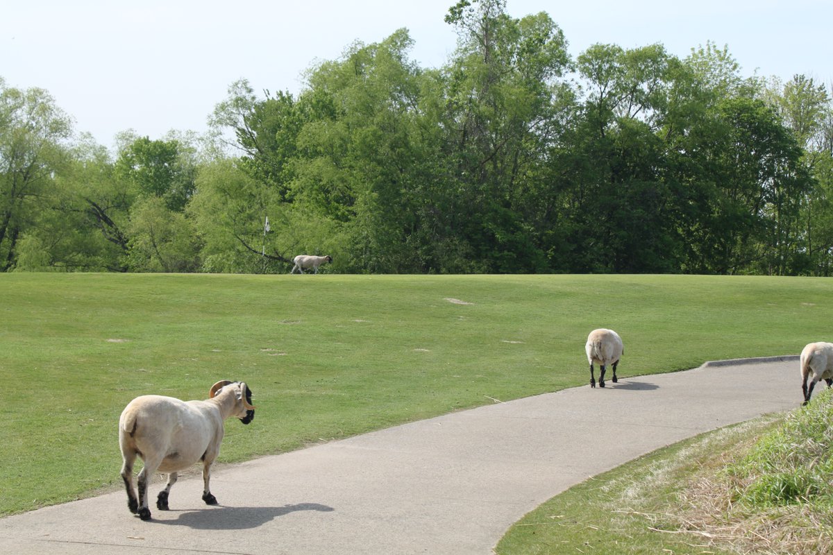 <a href="/AncoreHealth/">Ancore Health</a> had a blast supporting the <a href="/gsmidtn/">Girl Scouts of Middle Tennessee</a> annual golf tournament for the second time! 
Here pictured are our team, the golf course, and the sheep, of course! #ifyouknowyouknow #golfing #healthcare #humanizingdata #girlscouts