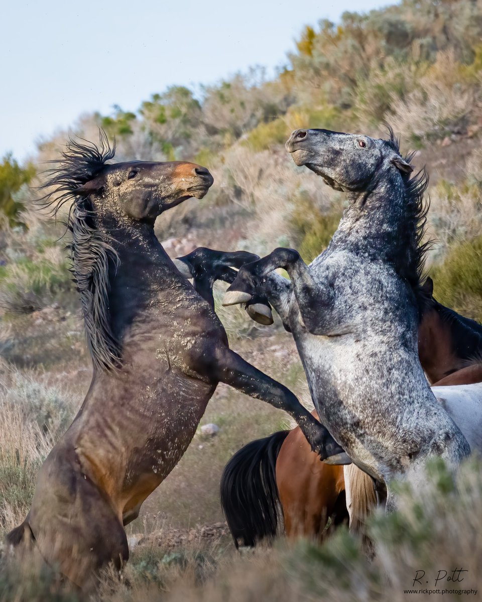renorickage's tweet photo. @jjays_captions Nevada’s wild ones on the Virginia Range. https://t.co/QS20pQEFAC