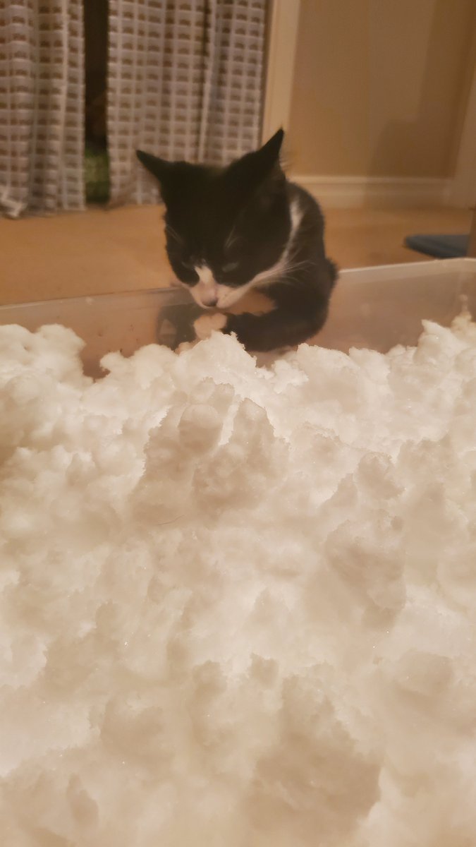 lowercaseNEWT's tweet photo. Baby Newt's first snow day!

#CuteAnimals #kittens #tuxedocats #CatsOfTwitter #CatsOnTwitter #cats https://t.co/W8CMhF9uOG
