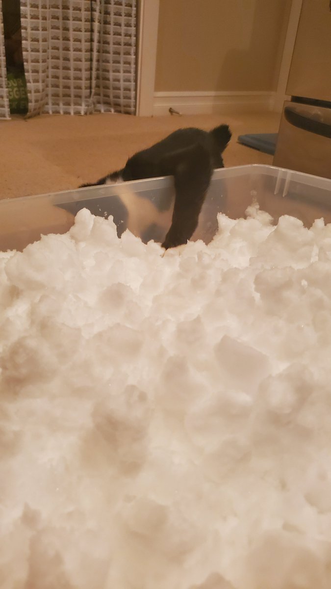 lowercaseNEWT's tweet photo. Baby Newt's first snow day!

#CuteAnimals #kittens #tuxedocats #CatsOfTwitter #CatsOnTwitter #cats https://t.co/W8CMhF9uOG