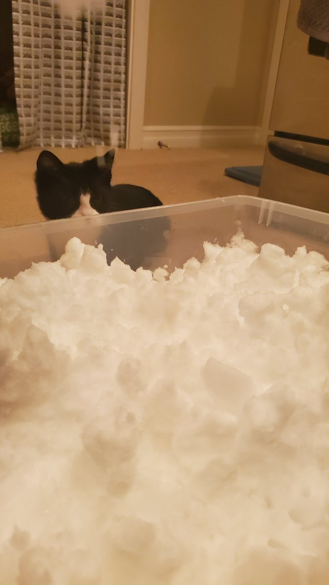 lowercaseNEWT's tweet photo. Baby Newt's first snow day!

#CuteAnimals #kittens #tuxedocats #CatsOfTwitter #CatsOnTwitter #cats https://t.co/W8CMhF9uOG