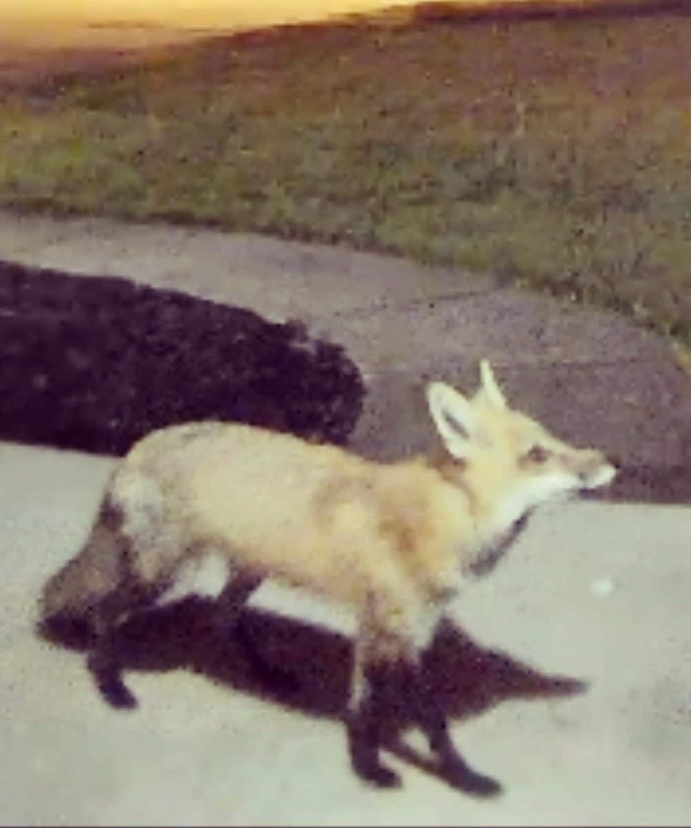 mindyanne1991's tweet photo. It is no secret I’m obsessed with animals. I LOVE that this Fox feels safe to come visit our porch every night!
He’s timid and shy, comes by every night (has no access to our pets!), and loves marshmallows.
I like him. 🦊 #animallover #foxfriend #animalkingdom 😍 https://t.co/yBJzGLyYcb