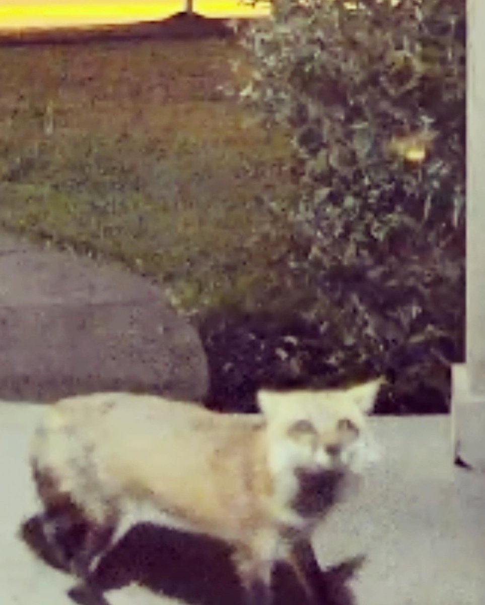 mindyanne1991's tweet photo. It is no secret I’m obsessed with animals. I LOVE that this Fox feels safe to come visit our porch every night!
He’s timid and shy, comes by every night (has no access to our pets!), and loves marshmallows.
I like him. 🦊 #animallover #foxfriend #animalkingdom 😍 https://t.co/yBJzGLyYcb
