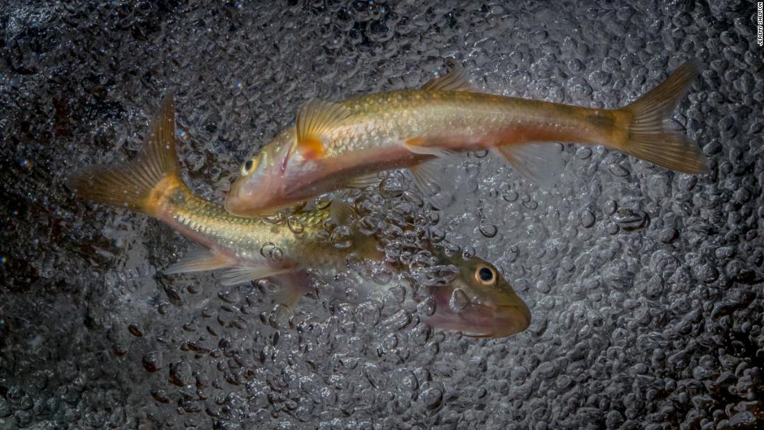 museum_nature's tweet photo. Jeremy Shelton’s underwater photos showcase one of the world’s most-threatened ecosystems #Freshwater #NoPlanetB #Planet #MotherEarth #NatEco [Video]: Around a third of freshwater fish species are threatened with extinction. Through photography, South… https://t.co/i5c6Tpi0J2 https://t.co/IZabqdBA4W