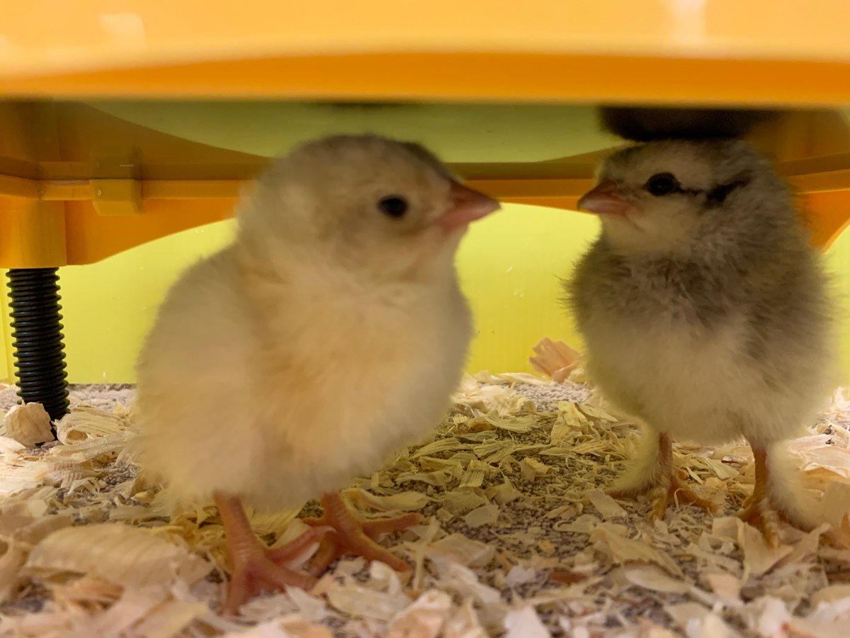 Newton-Lee Library tweet media