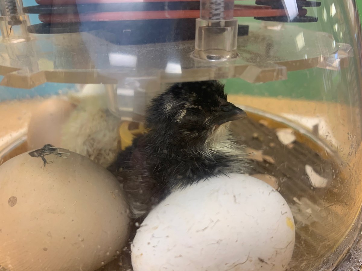 Newton-Lee Library tweet media