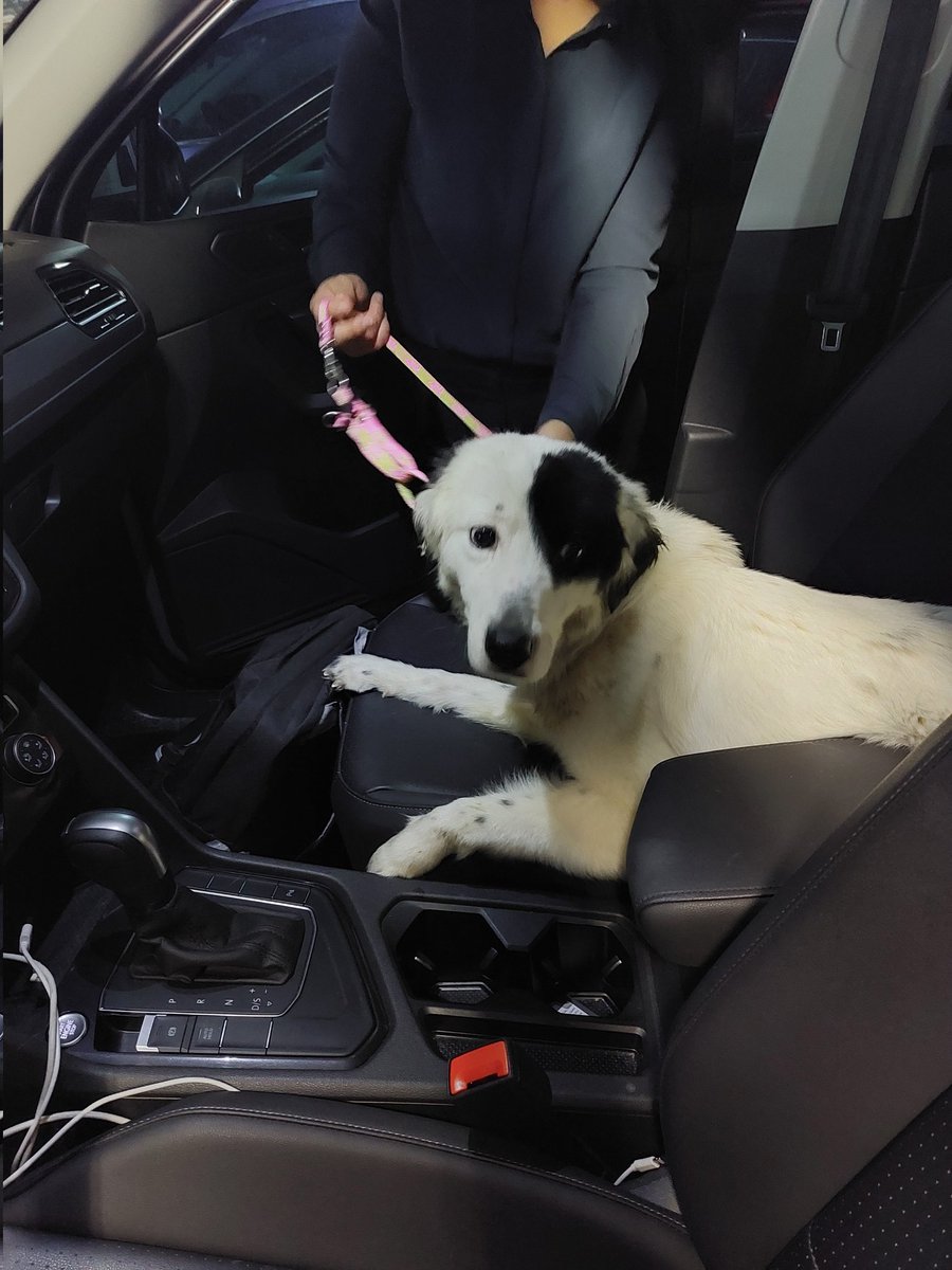 gchagary's tweet photo. Encontré a esta perrita en la CTM Culhuacán, Coyoacán. Trae collar. Por fa RT para que la encuentre su familia. #perrosperdidos https://t.co/QjtwiLLPvL