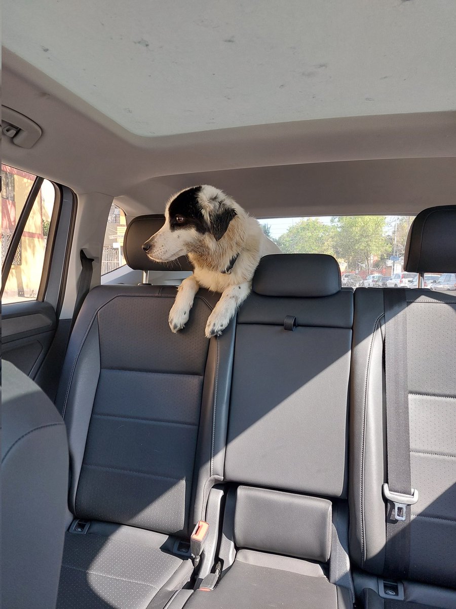 gchagary's tweet photo. Encontré a esta perrita en la CTM Culhuacán, Coyoacán. Trae collar. Por fa RT para que la encuentre su familia. #perrosperdidos https://t.co/QjtwiLLPvL