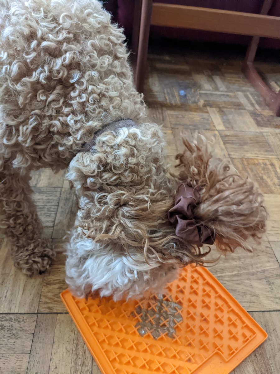 eBibliognost's tweet photo. #Rubytheredcockapoo
❤️peanut butter
#lickmatislife https://t.co/2FZFkEORUy