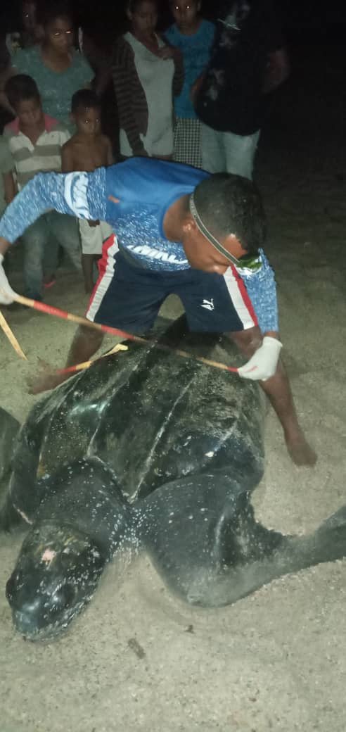 CICTMAR's tweet photo. #10May David Urbano de #Cipara precisa una cirugía de reemplazo de válvula mitral para seguir cuidando a las tortugas marinas. Por favor RT hasta que alguien haga el milagro que se necesita desde 2014. #Giveaway #TurtleTuesday #2022tortugasdeParia 1 https://t.co/5R3GuaLJtr
