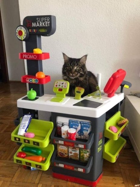 cats with jobs 🛠 (@catworkers) on Twitter photo 