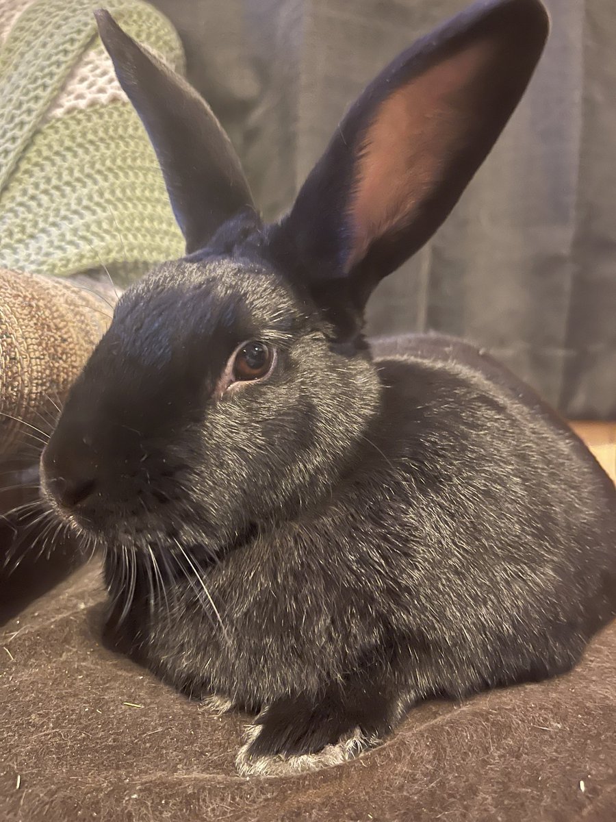 TheSeanCarr's tweet photo. @TheErinCarr Don’t forget, you can also decompress a bit by spending time with a certain handsome devil. He’s a great writing buddy when he isn’t up to mischief. https://t.co/aG8mTBnPTH