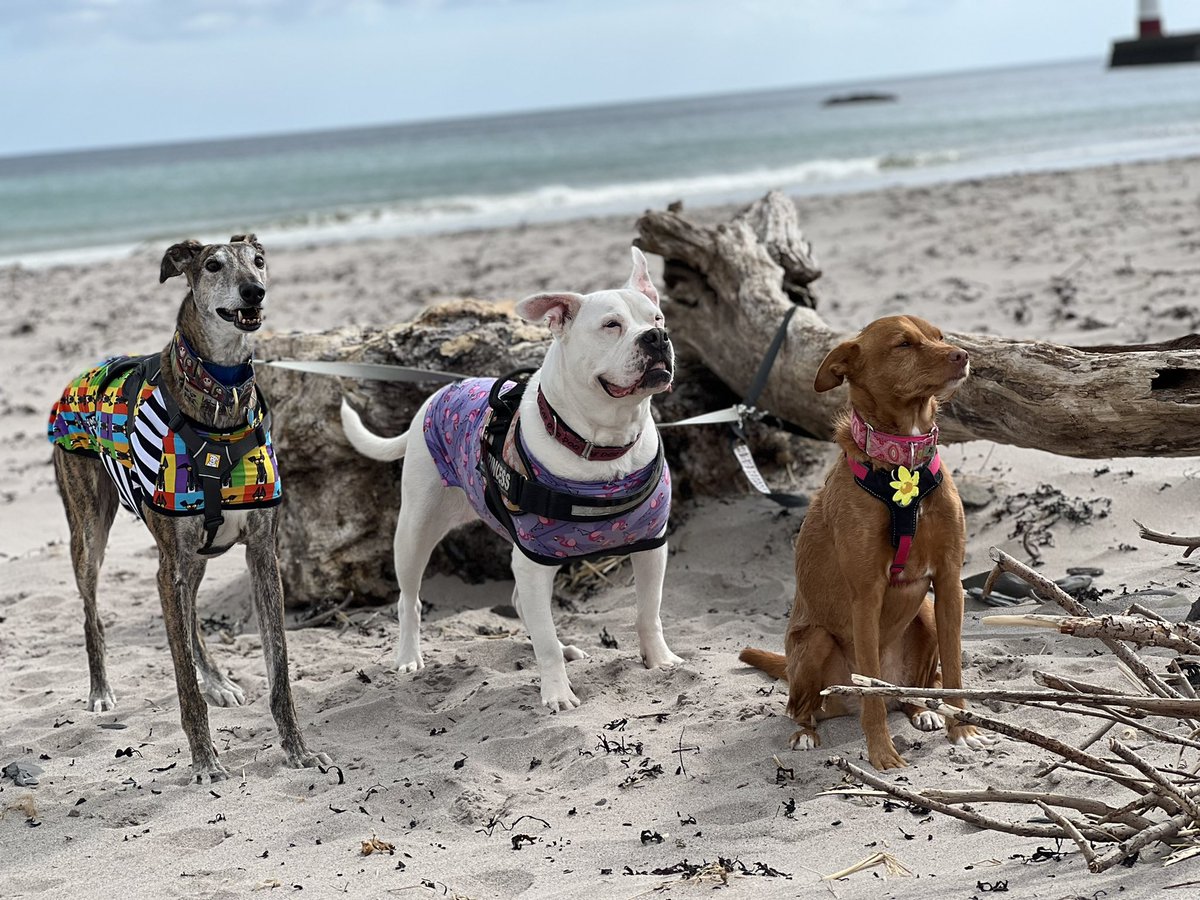 The hoomans <a href="/deborahm008/">Deborah</a> loves Vera and set locations. We look so good I think we should star in the next series. <a href="/deafiedog/">Deafie</a> and Buck