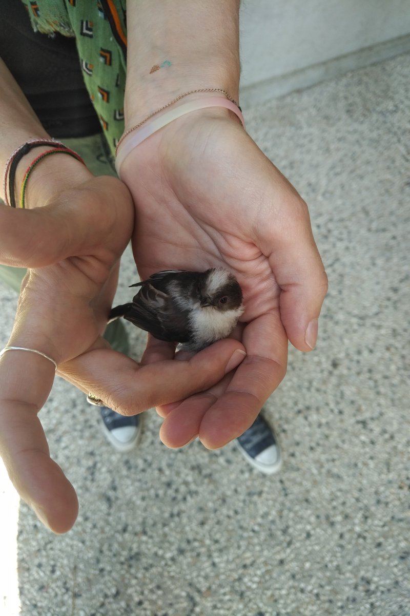 catmom038's tweet photo. My baby...
#petitOiseau #rescapé #tombéDuNid
#babyBird #fallenbird https://t.co/Y5EzBm09Nv