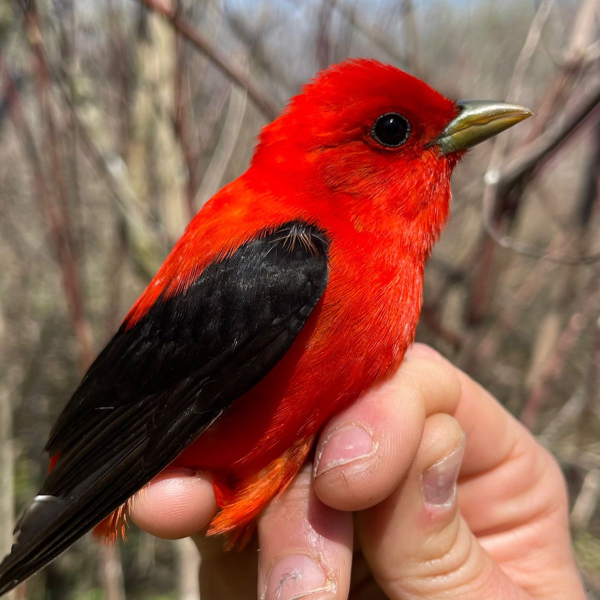 LongPointBirdOb's tweet photo. Scarlet Tanager put on a good show for a grade 7/8 educational NatureHood program and a visit from @WCS_Canada. Visit the Old Cut Research Station any day until June. #migration #ornithology #gobirding #birding #whywebird https://t.co/8EP8vThvtV