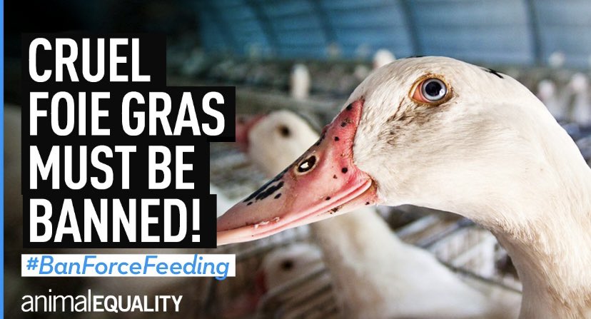 As reported by @HSIUKorg & @animal_equality there has been huge public & political support for bans on foie gras and fur imports, with thousands of people telling the Government #DontBetrayAnimals A massive step backwards in #QueensSpeech ignoring these animal welfare issues