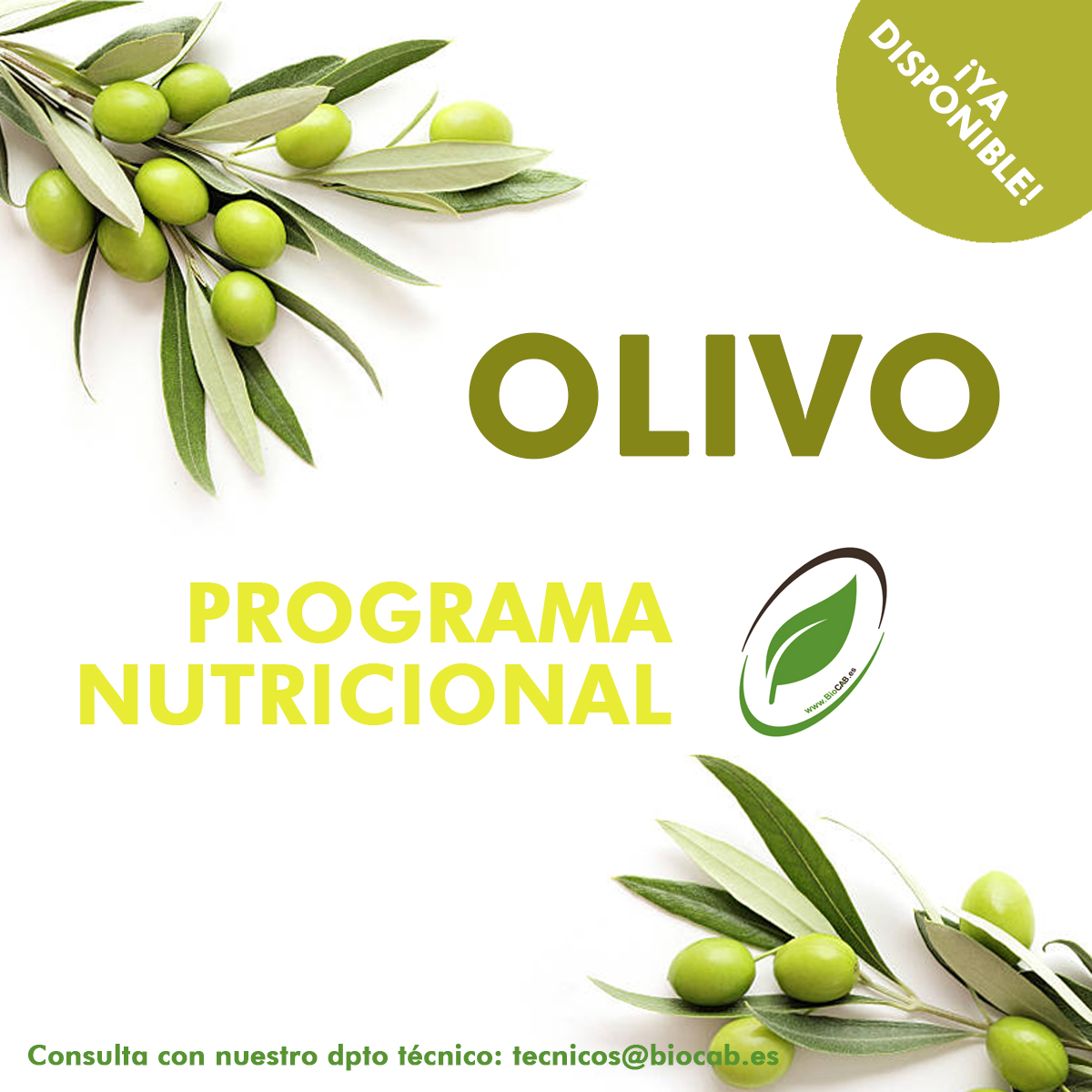 BioCAB_es's tweet photo. ¿Todavía no conoces nuestro programa de cultivo del olivo? Contacta con nosotros para conseguir los mejores resultados en cada estado fenológico.  #floración #oliva #agricultura https://t.co/hVttfo5TeB
