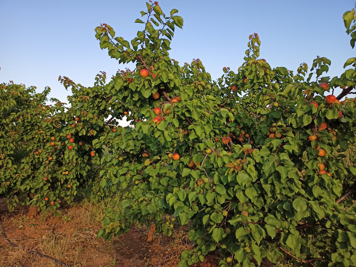 Caquis-Albaricoques tweet media