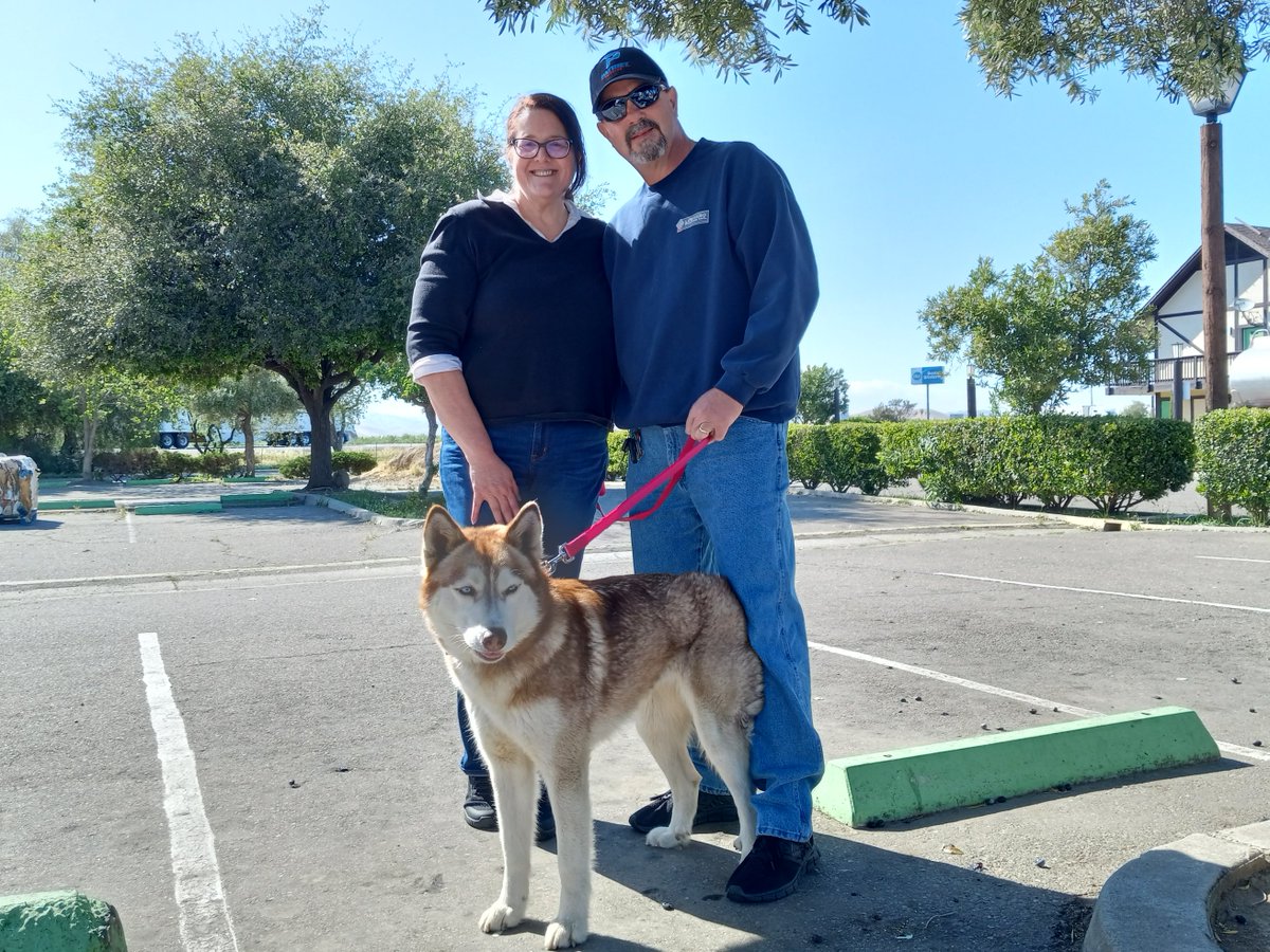 WoofDenRescue's tweet photo. Lotus the red beauty now Baylee found her forever home she is loving her new life. Thank you for opening your home #redandwhitehusky #rescuedogsarenumberone #dogsfirst #rescuedog #siberianhusky #AdoptDontShop #adoption https://t.co/j5TrqVXE5a