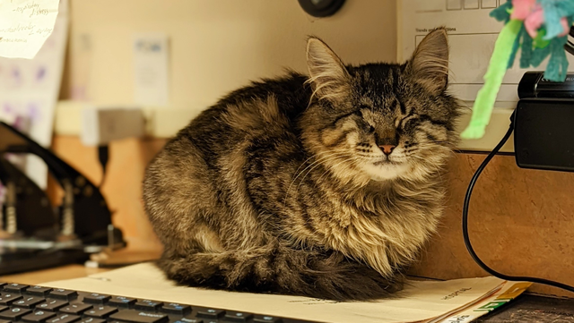 MSAH101's tweet photo. This little Nugget is helping us out in our lab by keeping all of the paperwork warm. I see a raise in her future. #msah101 #vettechlife #employeepets https://t.co/qwFIifKpR7