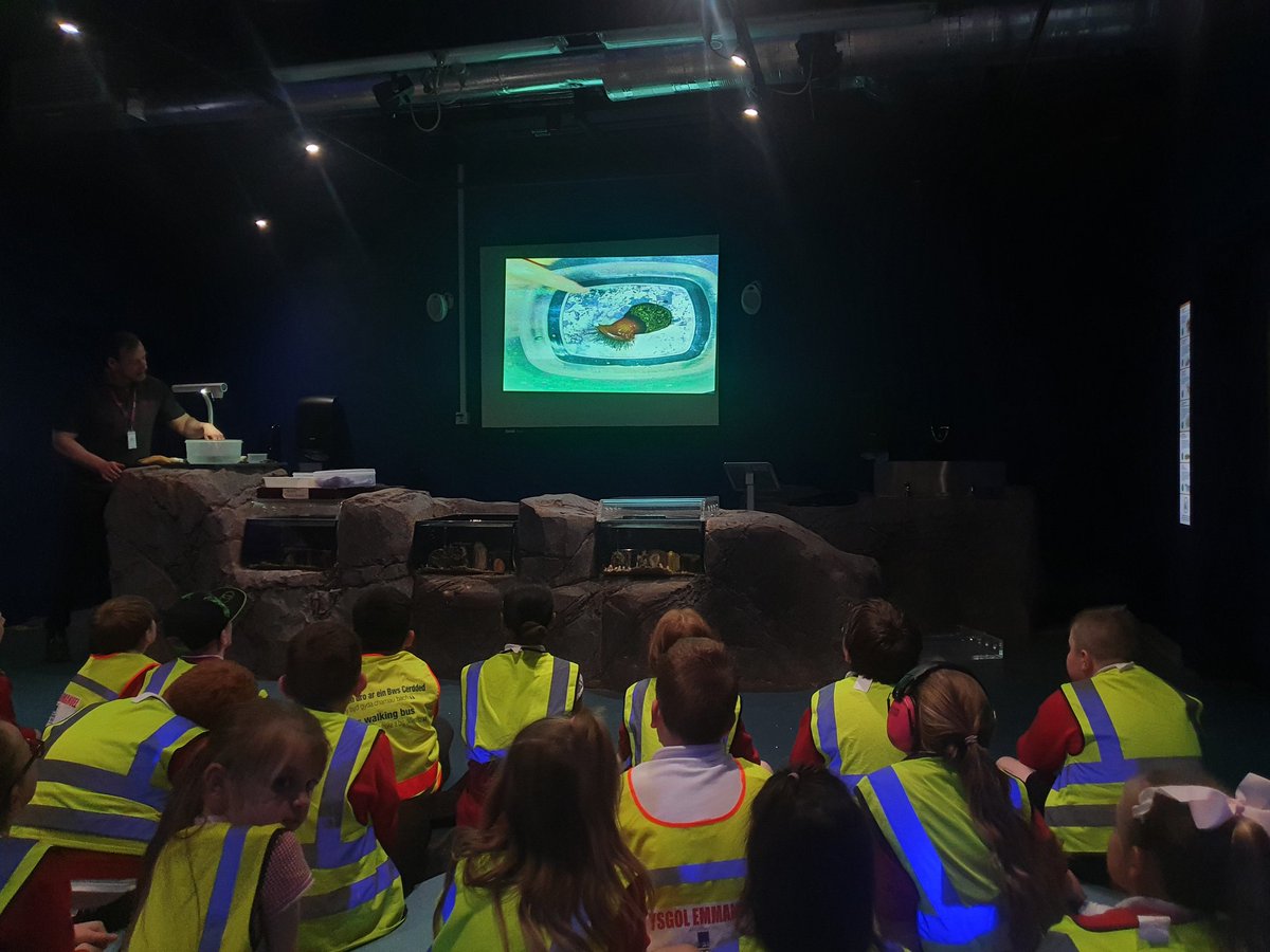 dosbarth3PG's tweet photo. We loved the 'Rockpool Encounters' workshop today!! It was so much fun 🎉🦀🐚🌊 @YsgolEmmanuel https://t.co/bs2xOVm00P