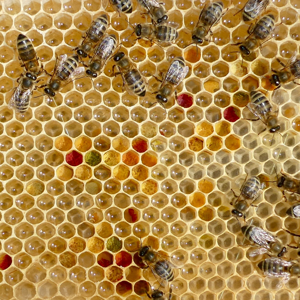 scottishbeeco's tweet photo. This frame shows a good diversity of pollen collected 🐝
#honey #bee #scottishbees https://t.co/k3LJ0U3aiM