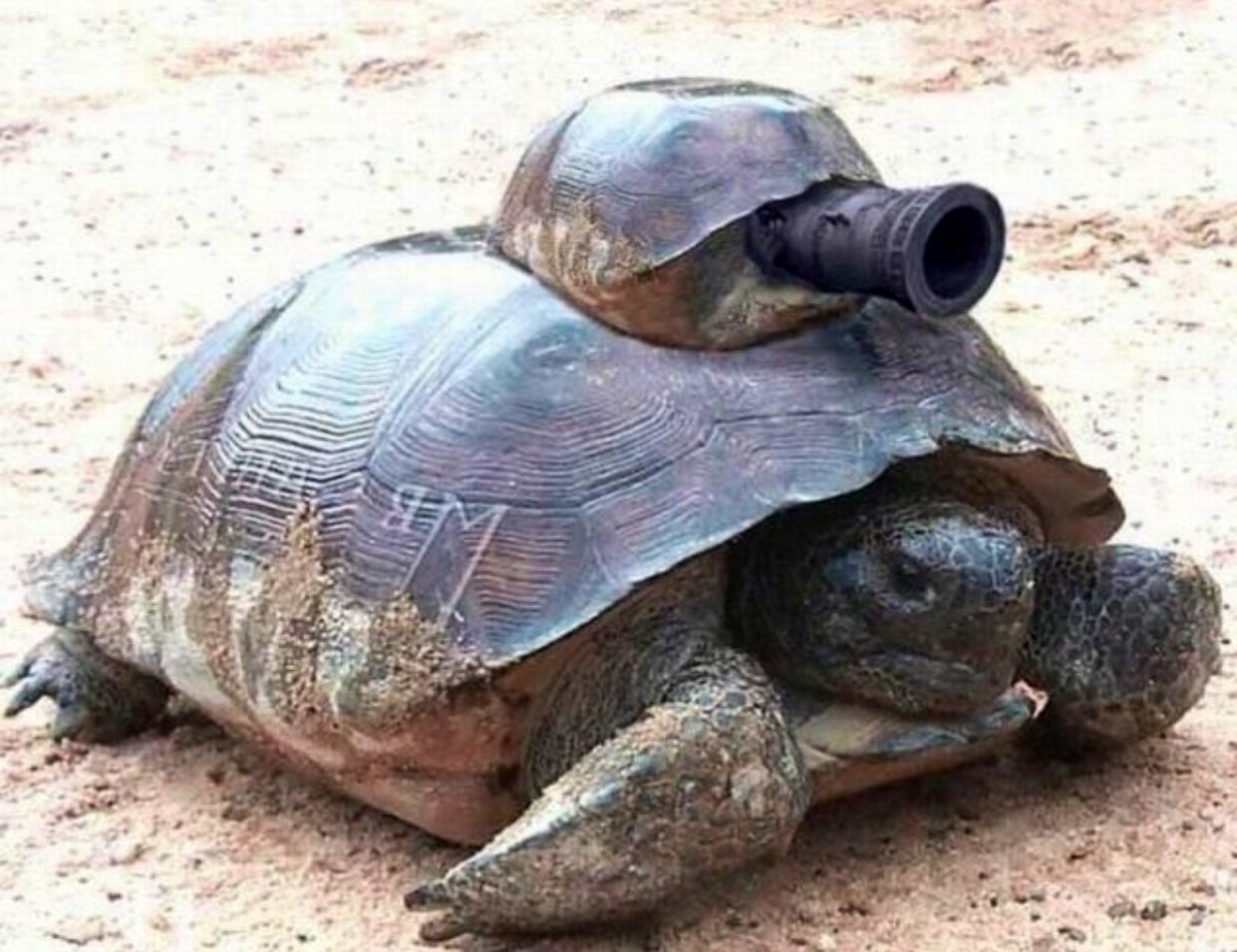 Черепаха прикол