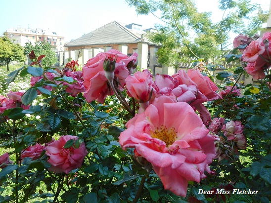 Sbocciano le rose nel Roseto dei Frati di Sant'Anna.
Sempre grazie caro <a href="/frateEzio/">frate Ezio Battaglia</a> 
#primavera #Genova