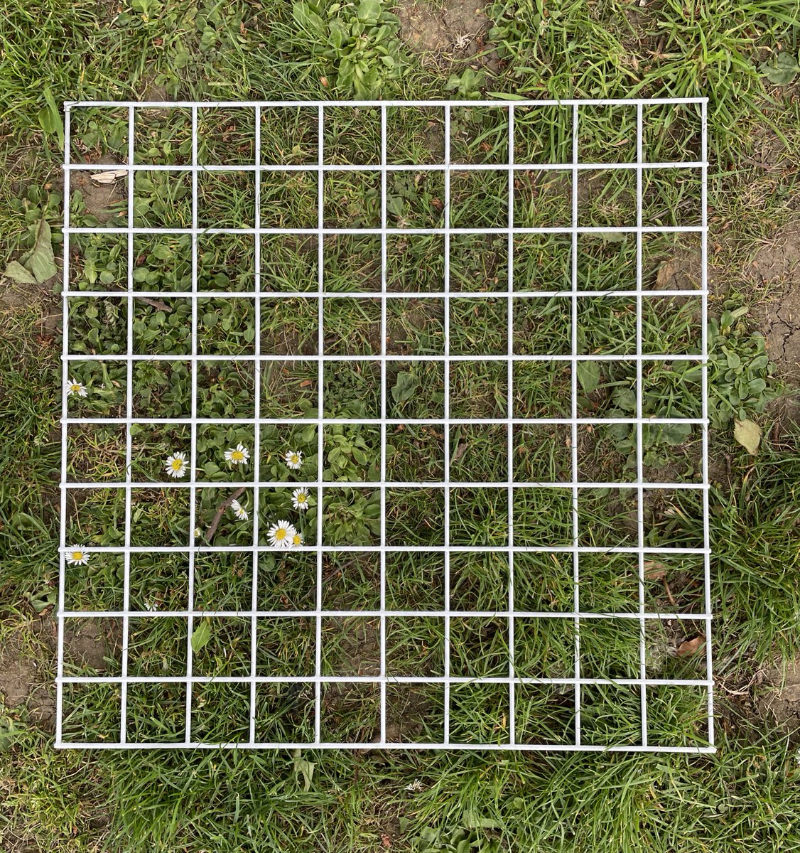ScienceAtTowers's tweet photo. Ecology club were out across the school site today with their quadrats. We used this sampling technique to compare the abundance of daisies across two different locations 🌿 #ProudToBeTowers https://t.co/TdLw8IWjJ9