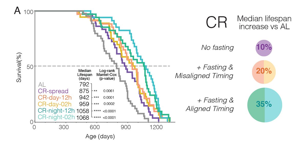 ScienceMagazine's tweet photo. What are the effects of calorie restriction, fasting, and time of feeding on lifespan extension? A new Science study in mice takes a closer look. https://t.co/htr8mr2dxu #ScienceResearch https://t.co/6ZSuNd1AF3