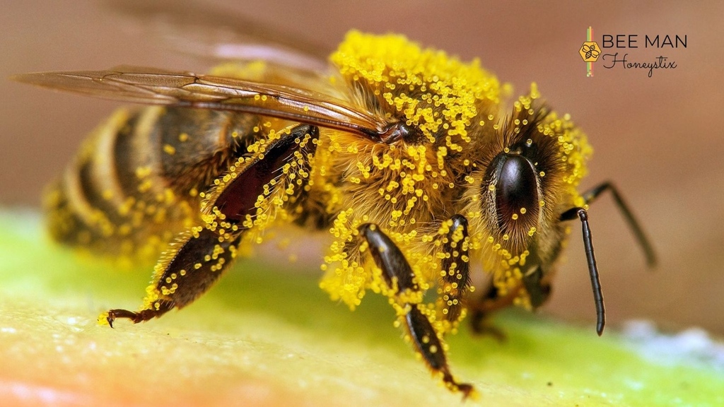 Did you know bees are responsible for pollinating over 90 different crops grown in the US? 

Pollination is the process by which plants and trees reproduce. 🐝 

Bees are responsible for pollinating about 90% of all flowering plants. 👍

#beemanhoneystix #honeybee #pollinator