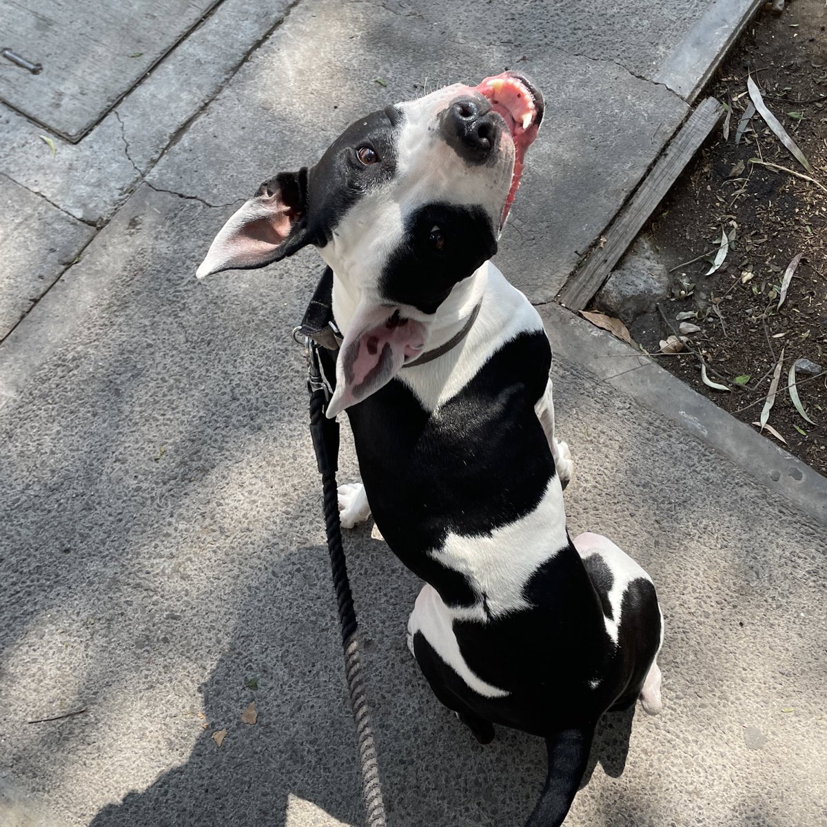 humbemc's tweet photo. Vecinos de @parquehundido:
Hay una señora con dos poodles extorsionando a los que pasean a sus perros.
En la mañana me encontraba paseando a mi pitbull, es súper noble y tranquilo, adjunto foto. https://t.co/MhZK3wXkxR