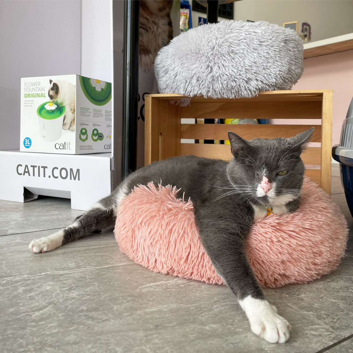 catsmeowcafemia's tweet photo. Kiss my paw before your enter ๐พ๐
#actuallydont ๐น https://t.co/8CUj2R51ld