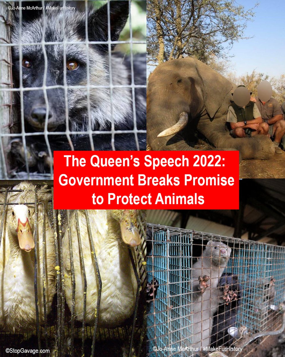 Crucial animal welfare commitments were absent from the 2022 #QueensSpeech - See how the government have broken promises to protect animals: petauk.org/1ki