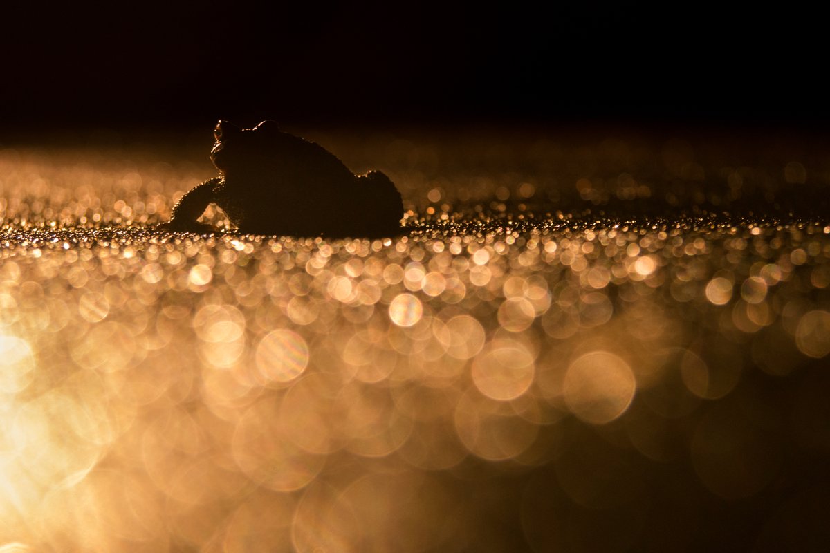 [EXPO PHOTO]  🌛 Découvrez le surprenant cliché d'Anaël Marchand "Buf'or" au Moulin de Carra dans le cadre de l'exposition "Trop de lumière la nuit". L'exposition est accessible aux horaires d'ouverture du Moulin, jusqu'à la fin du mois de Mai. 📸