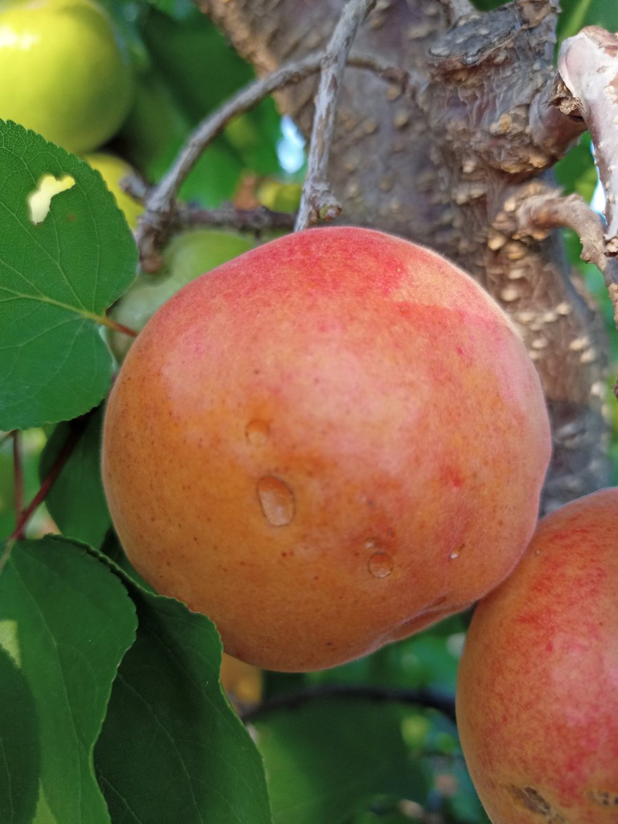 Caquis-Albaricoques tweet media